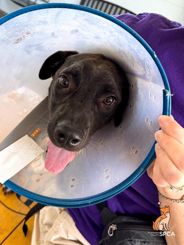 Auralie, Adoptable, Young Female Pit Bull Terrier.