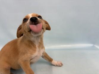 Enlarge Tali, a Adoptable mixed breed in Golden Valley, MN image 1/2