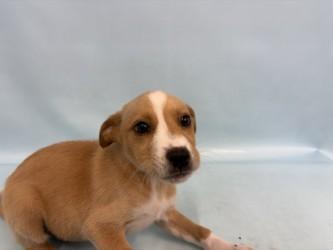 Enlarge Tali, a Adoptable mixed breed in Golden Valley, MN image 2/2