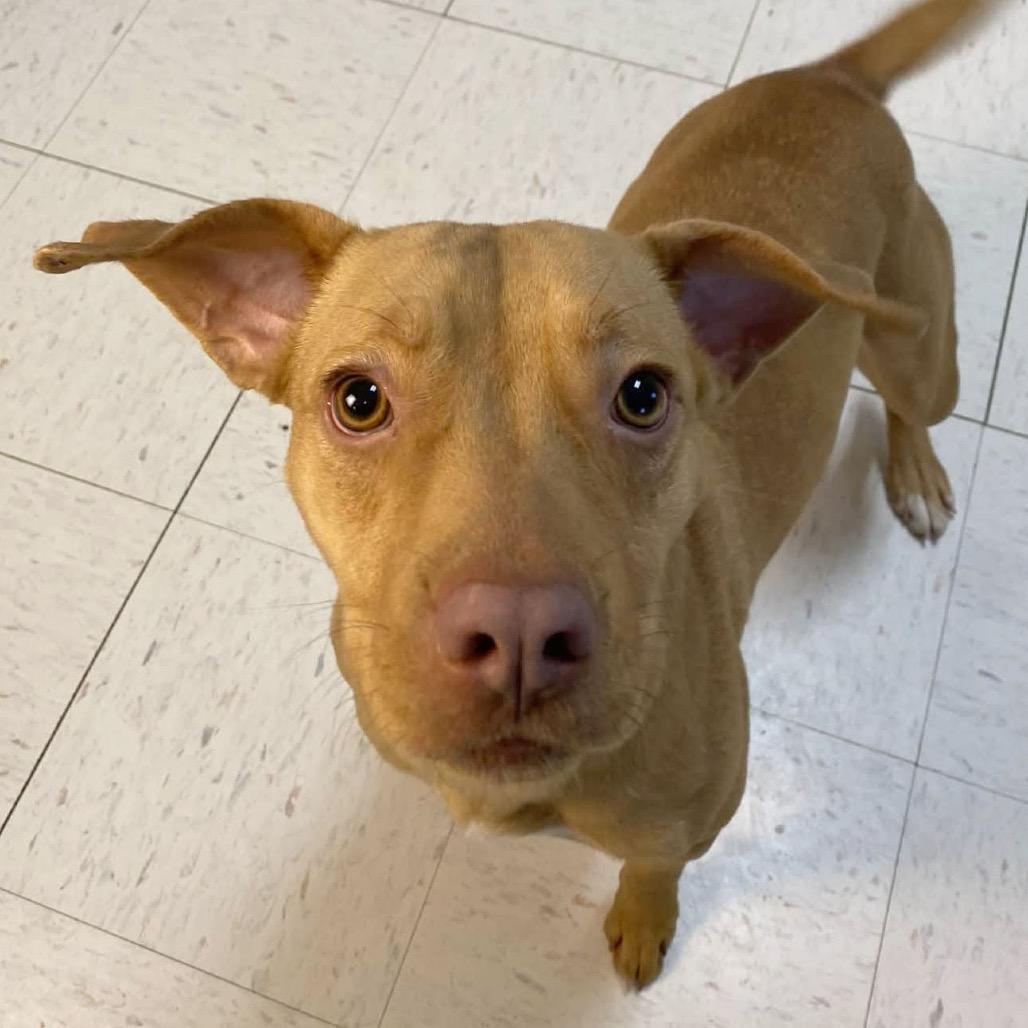 Katherine, Adoptable, Young Female Pit Bull Terrier.