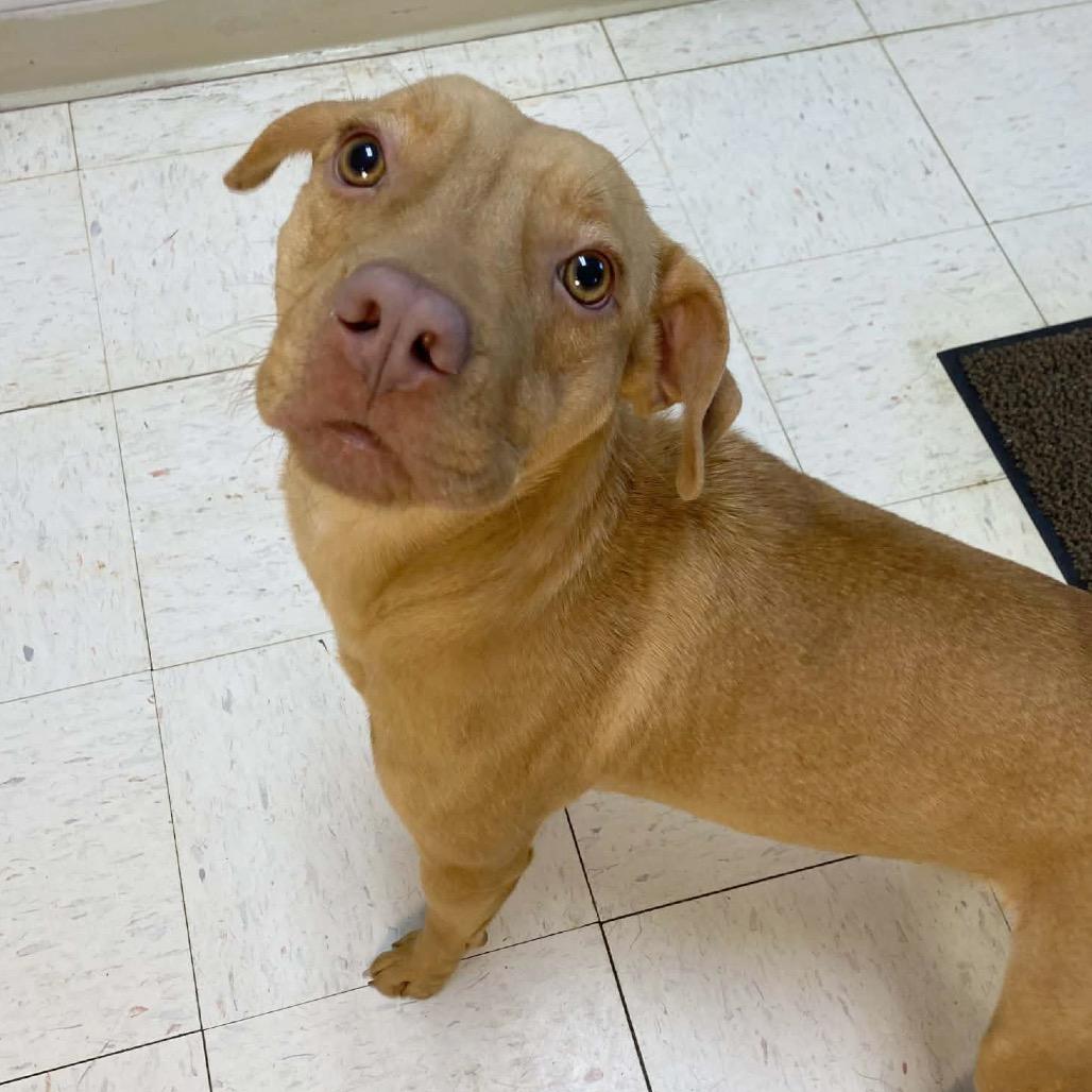 Enlarge Katherine, a Adoptable Pit Bull Terrier in Jacksonville, AR image 2/5