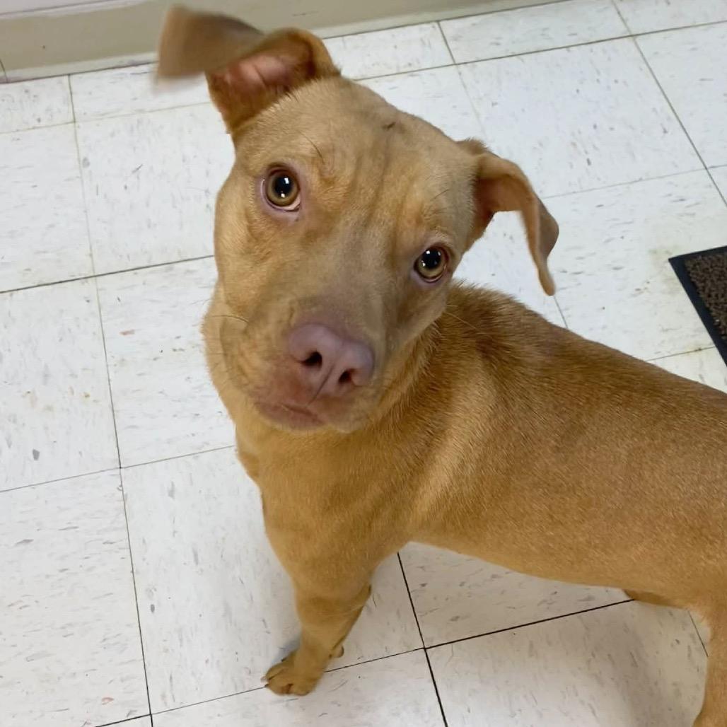 Enlarge Katherine, a Adoptable Pit Bull Terrier in Jacksonville, AR image 4/5