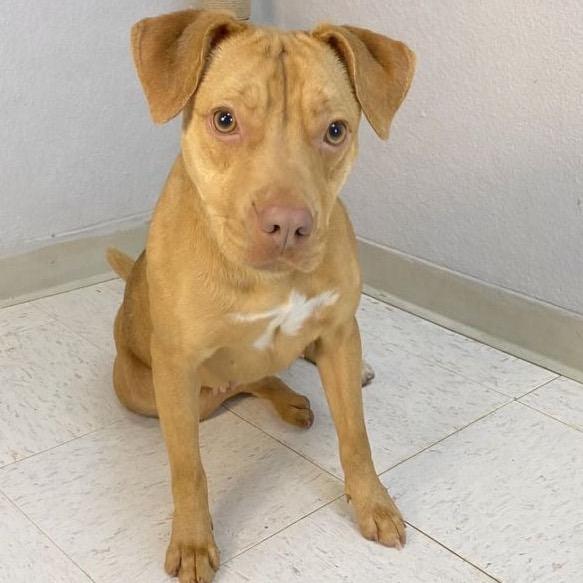 Enlarge Katherine, a Adoptable Pit Bull Terrier in Jacksonville, AR image 5/5