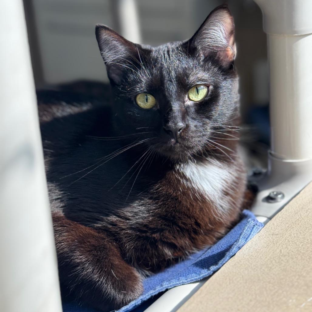 Wren, Adoptable, Young Male Domestic Short Hair.