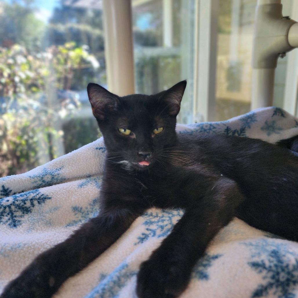 Enlarge Wren, a Adoptable Domestic Short Hair in Columbus, NC image 1/4