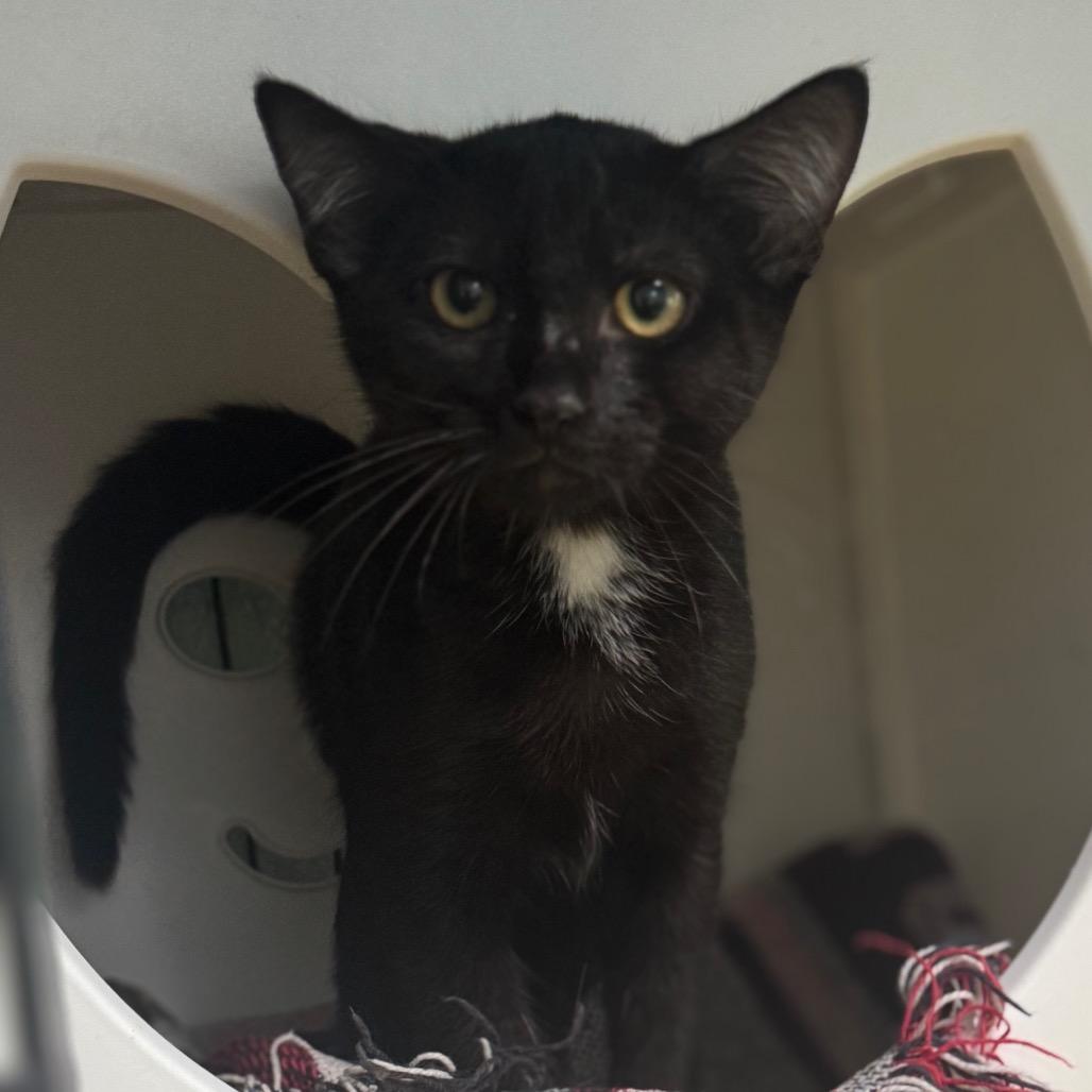 Enlarge Wren, a Adoptable Domestic Short Hair in Columbus, NC image 2/4