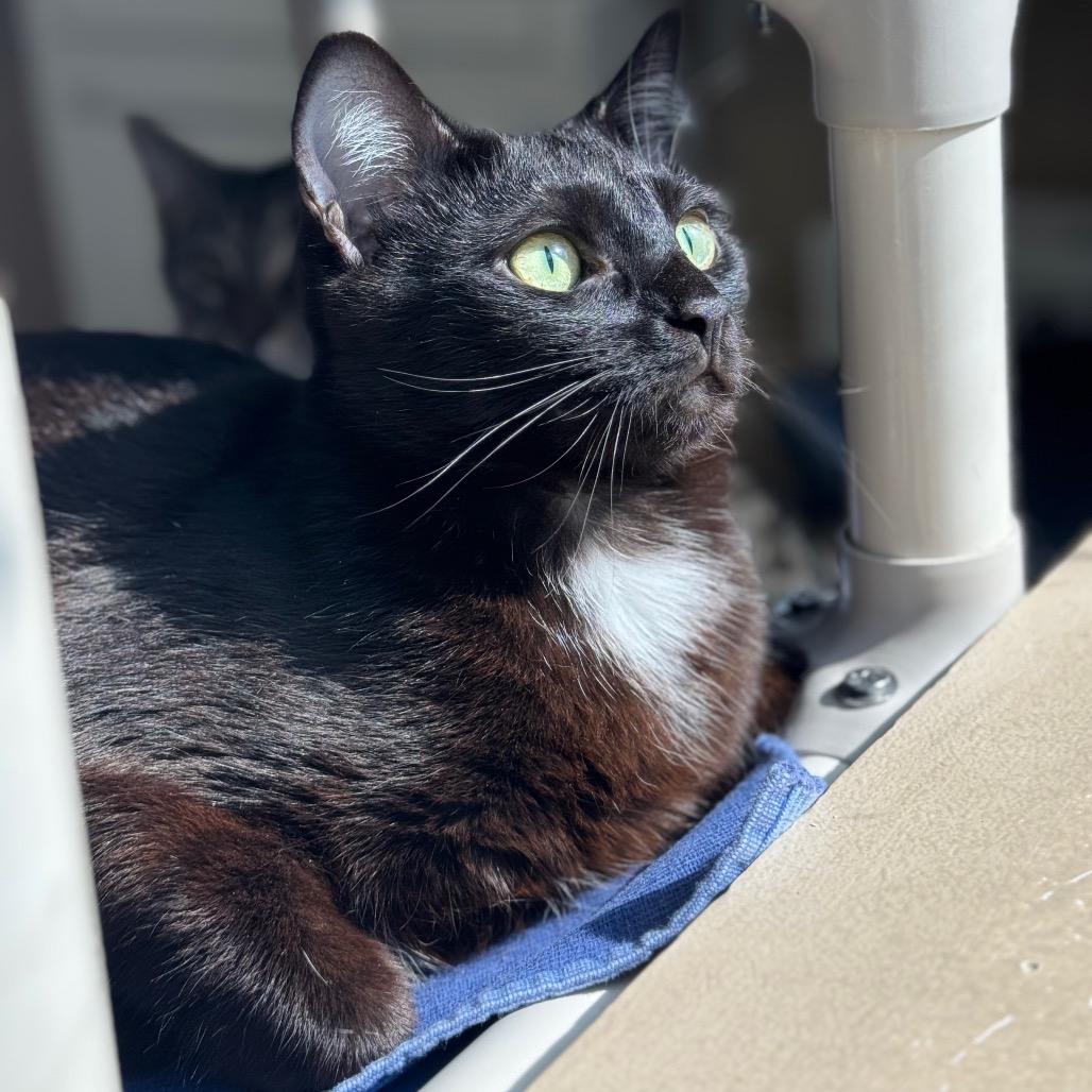 Enlarge Wren, a Adoptable Domestic Short Hair in Columbus, NC image 4/6