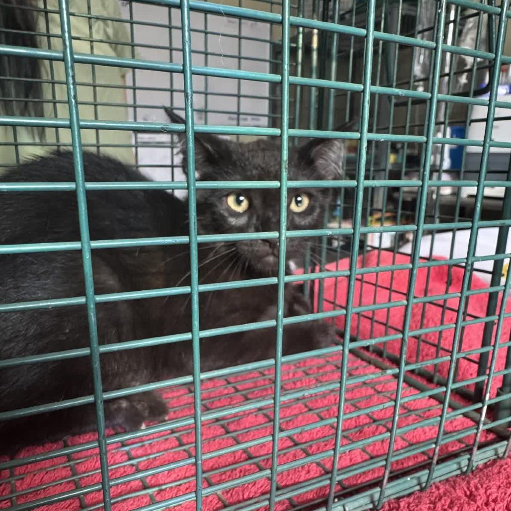 Enlarge Wren, a Adoptable Domestic Short Hair in Columbus, NC image 3/4