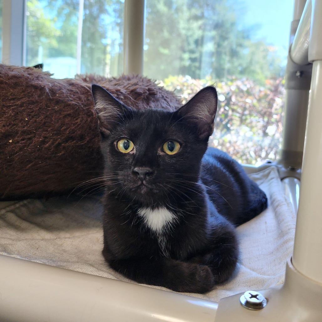 Enlarge Wren, a Adoptable Domestic Short Hair in Columbus, NC image 4/4