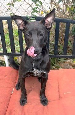 Atha, a Adoptable mixed breed in Carrollton, GA image 1/3