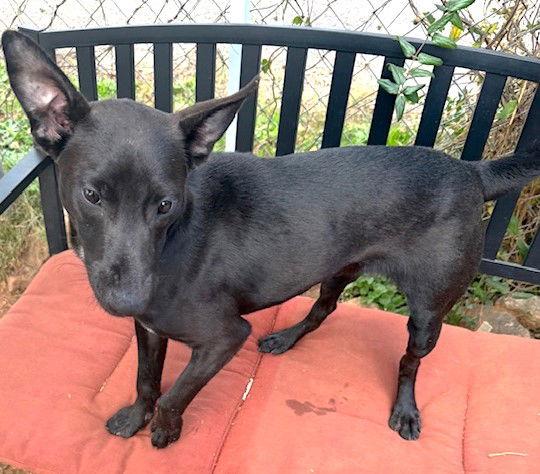 Atha, a Adoptable mixed breed in Carrollton, GA image 2/3