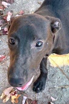 Atha, a Adoptable mixed breed in Carrollton, GA image 3/3