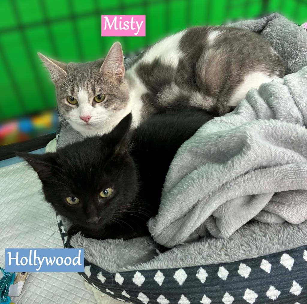 Enlarge Hollywood, a Adopted mixed breed in Hoover , AL image 1/2