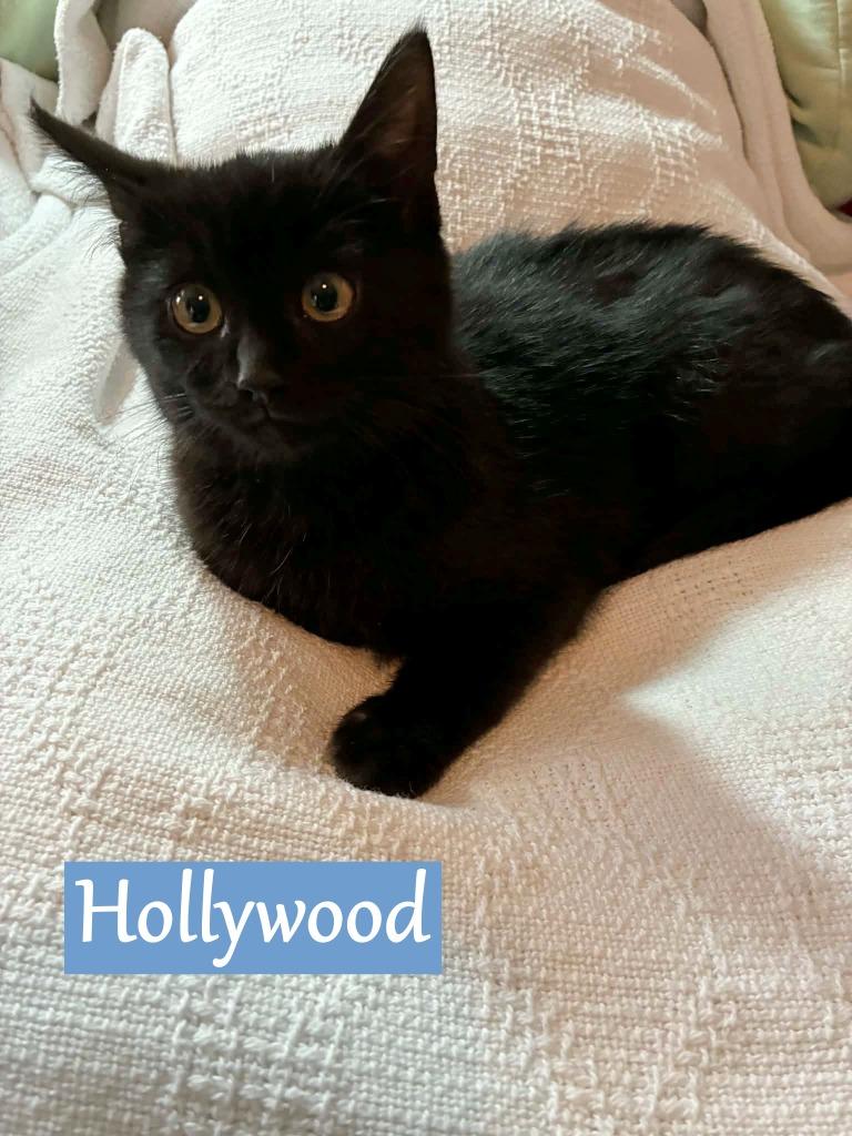 Enlarge Hollywood, a Adopted mixed breed in Hoover , AL image 2/2