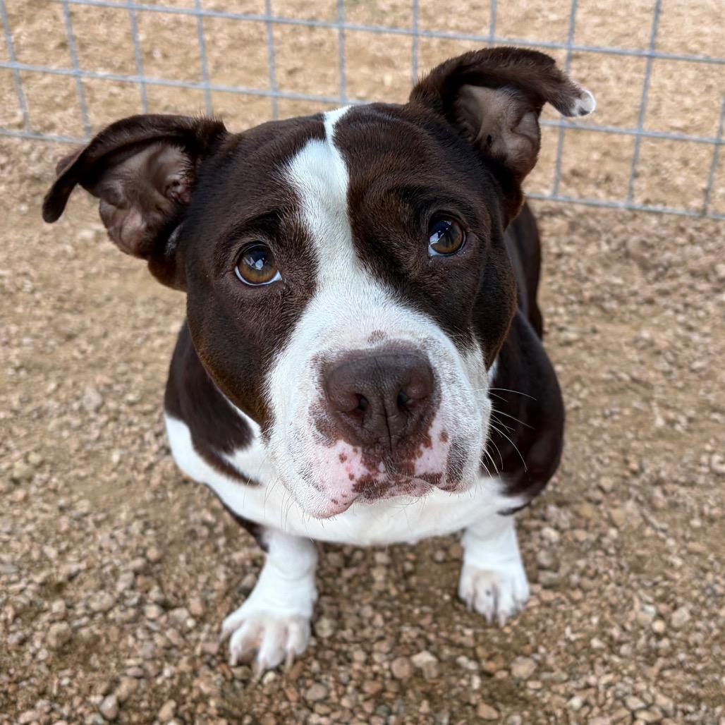 Charolette, Adoptable, Adult Female American Bulldog.