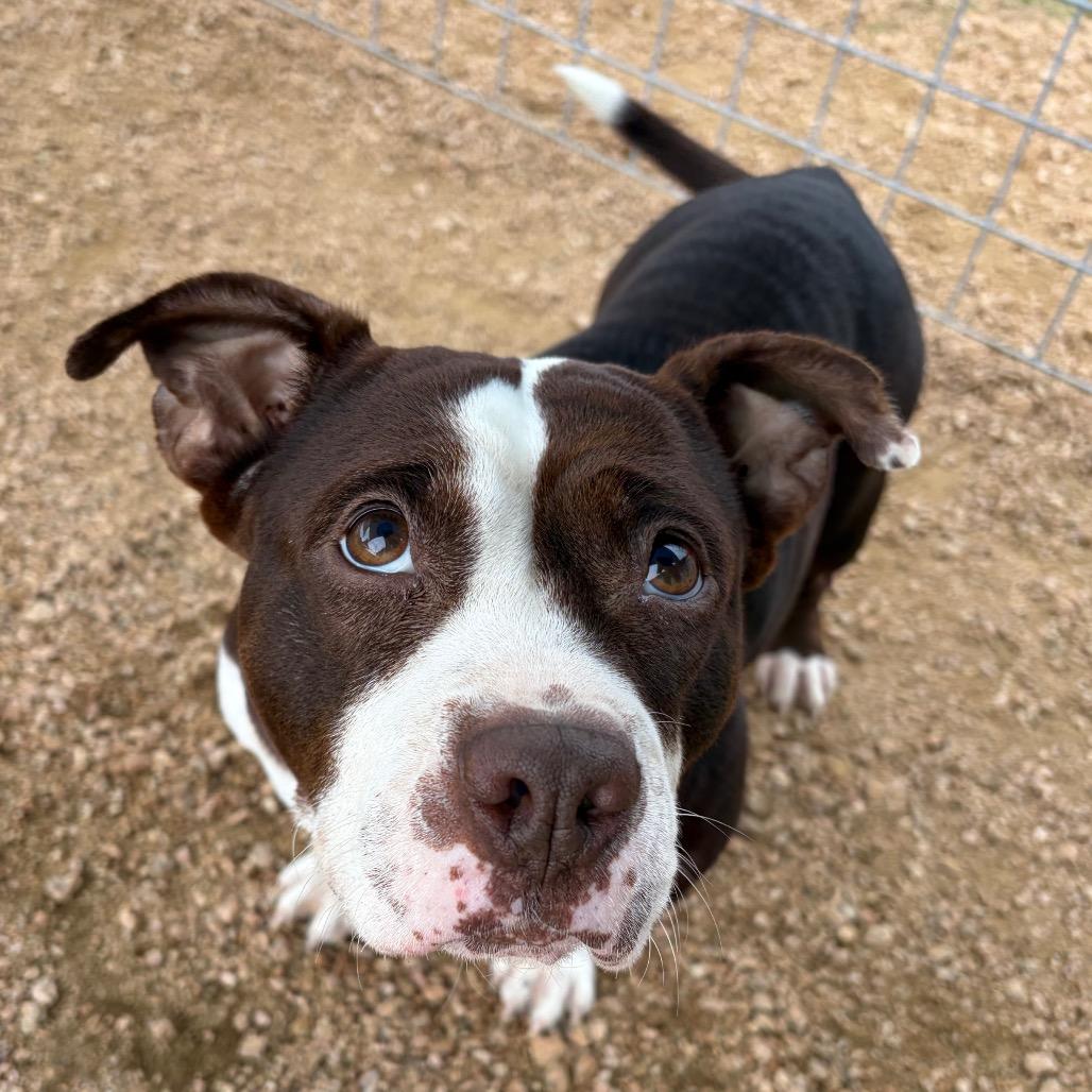 Enlarge Charolette, a Adoptable American Bulldog in Fredericksburg, TX image 2/5