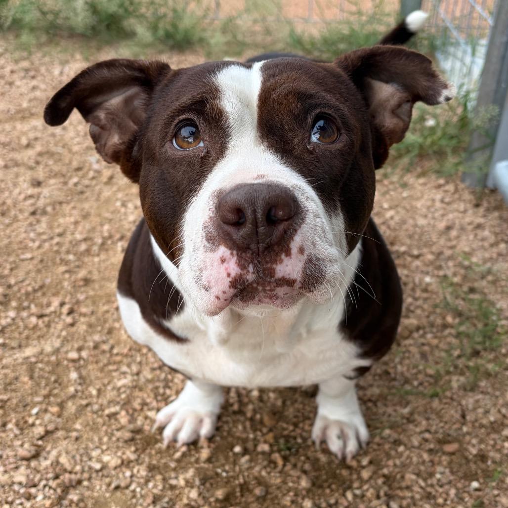 Enlarge Charolette, a Adoptable American Bulldog in Fredericksburg, TX image 3/5