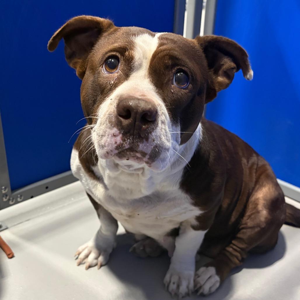 Enlarge Charolette, a Adoptable American Bulldog in Fredericksburg, TX image 4/5