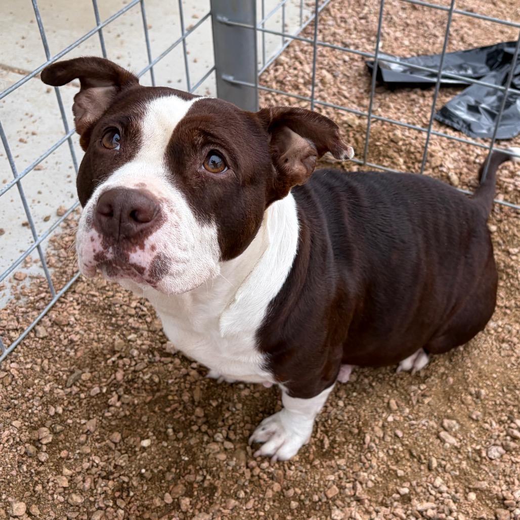 Enlarge Charolette, a Adoptable American Bulldog in Fredericksburg, TX image 5/5