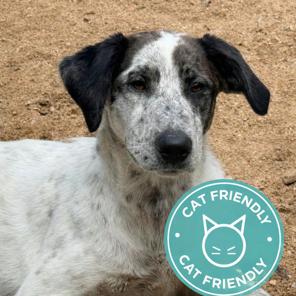 CT Athena (foster in Glastonbury, CT), Adoptable, Young Female Catahoula Leopard Dog & Mixed Breed.