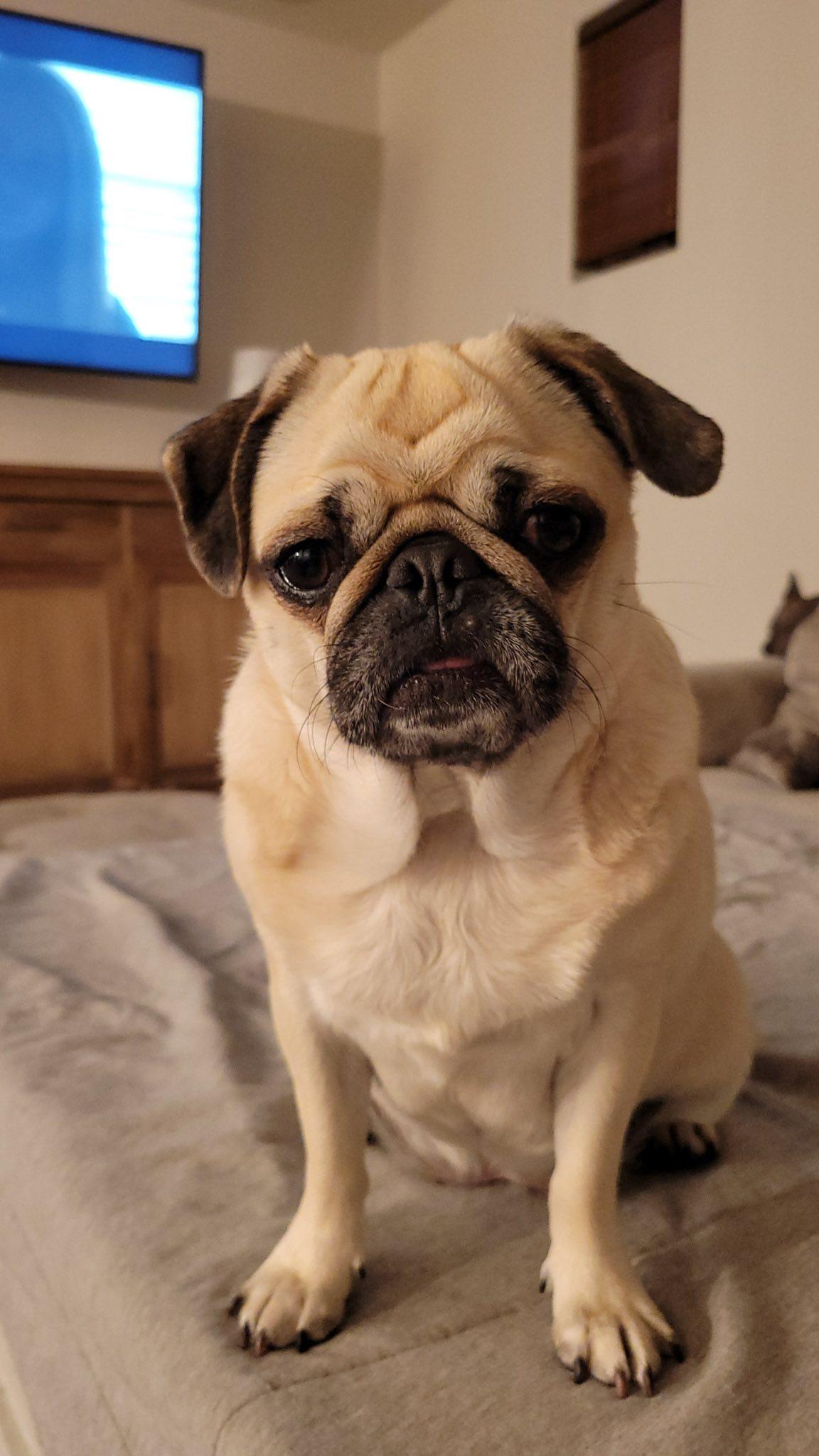 Enlarge Mimi, a ADOPTABLE Pug in San Tan Valley, AZ image 1/1