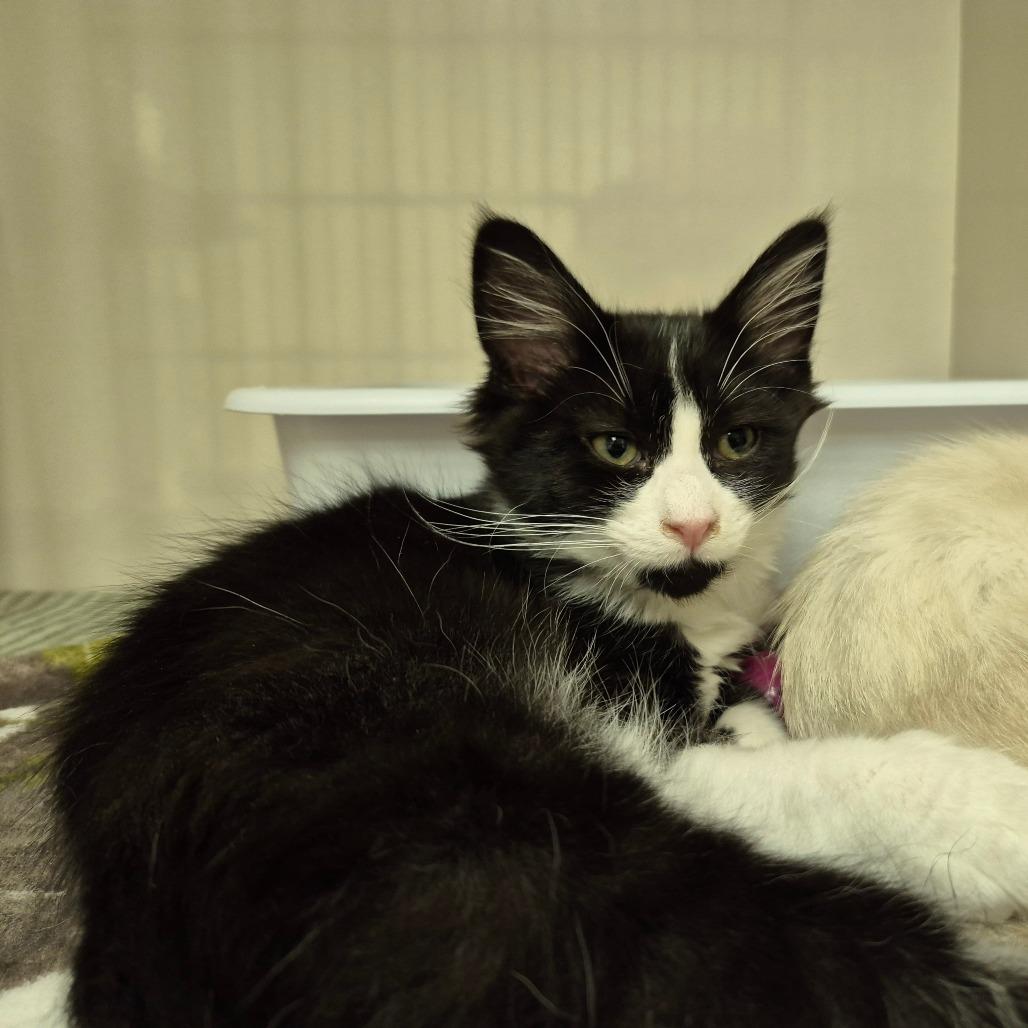 Carson, a Adoptable Domestic Medium Hair in Drumheller, AB image 2/2