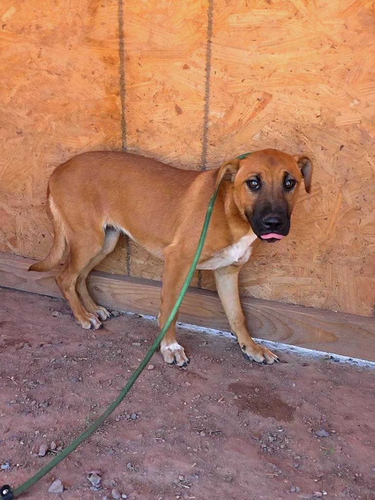 Bubbles, Adoptable, Puppy Female Cattle Dog.