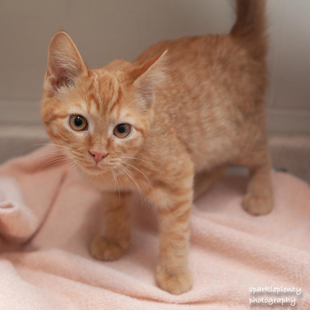 Sir Fluff, adoptable, Kitten Male Domestic Short Hair.