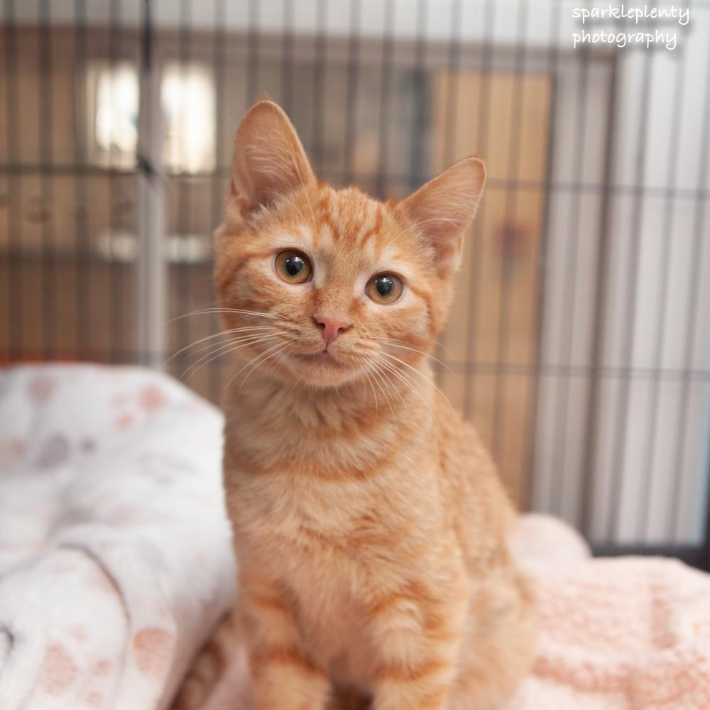 Sir Fluff, an adoptable Domestic Short Hair in Ridgefield, CT image 2/3