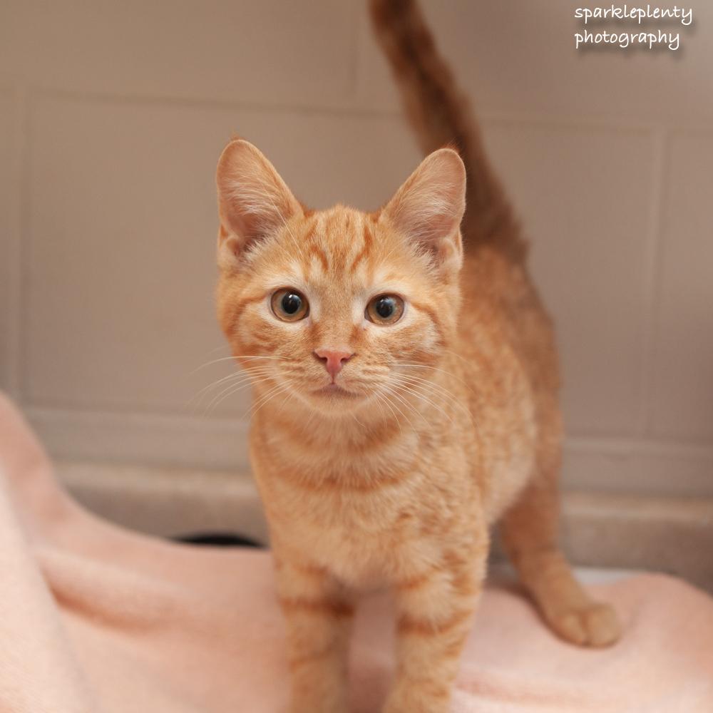 Sir Fluff, an adoptable Domestic Short Hair in Ridgefield, CT image 3/3