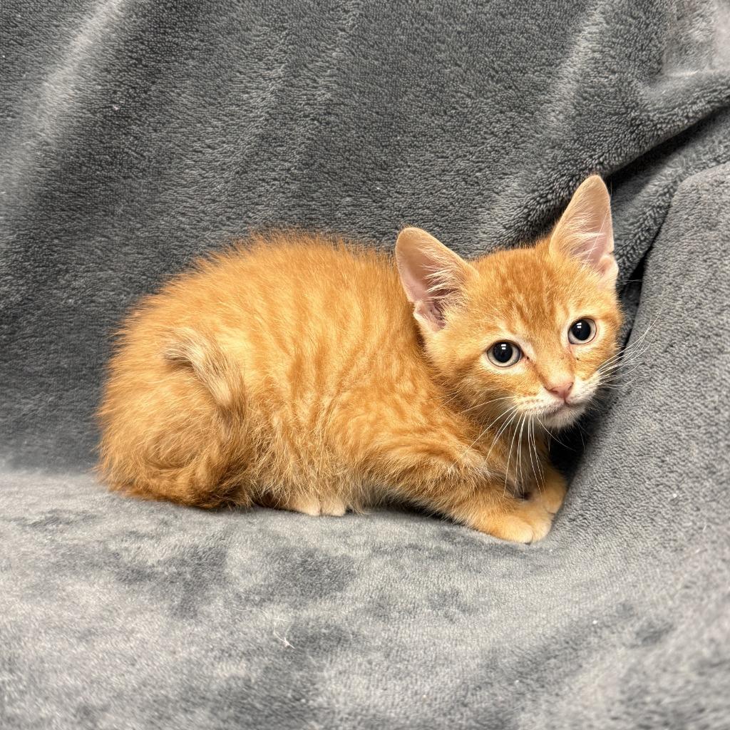 Spice, a Adoptable mixed breed in Brenham, TX image 2/6