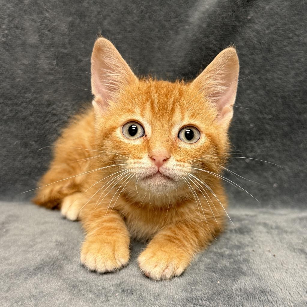 Spice, a Adoptable mixed breed in Brenham, TX image 4/6