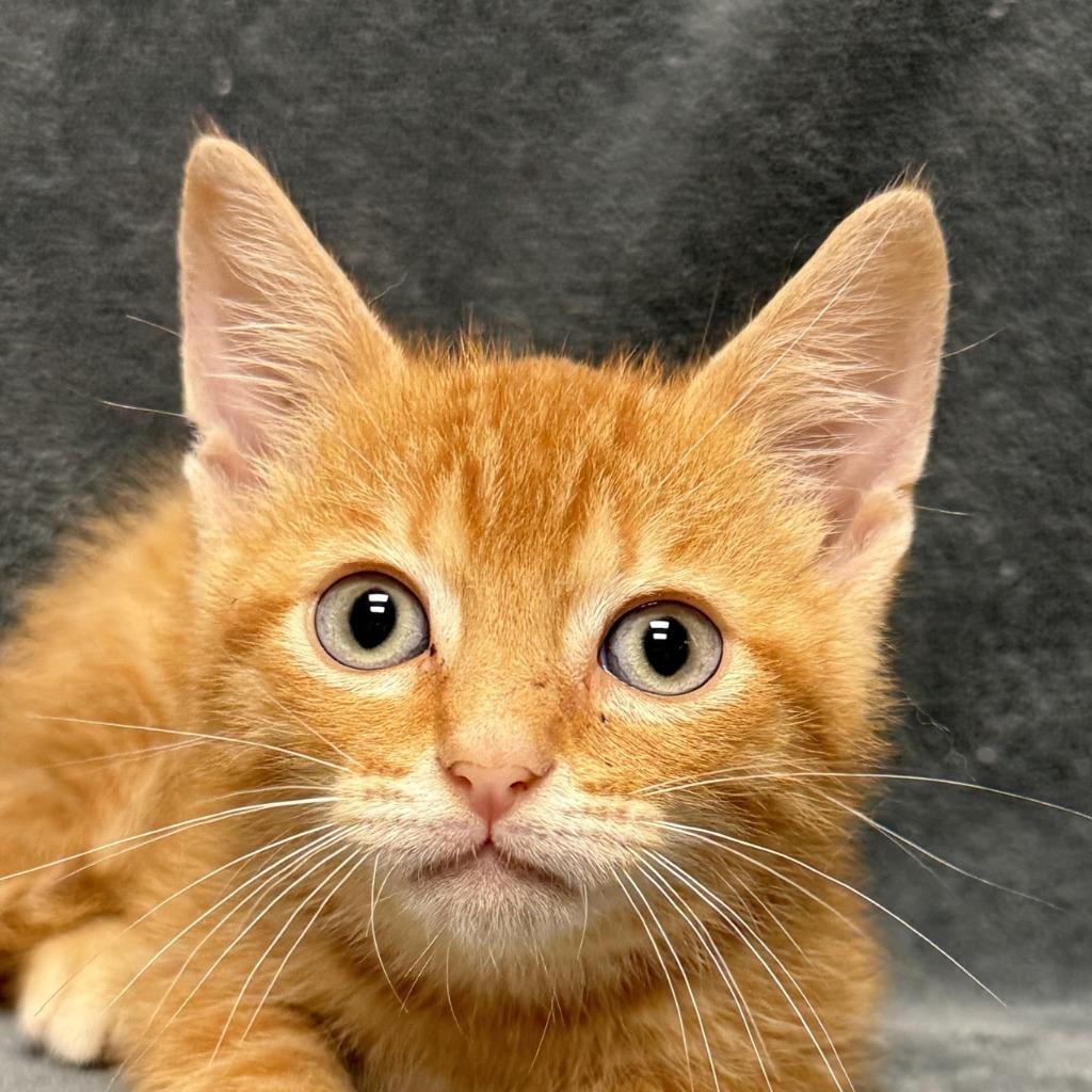 Spice, a Adoptable mixed breed in Brenham, TX image 1/6