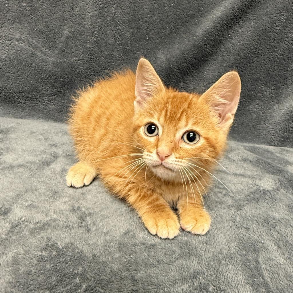 Spice, a Adoptable mixed breed in Brenham, TX image 5/6