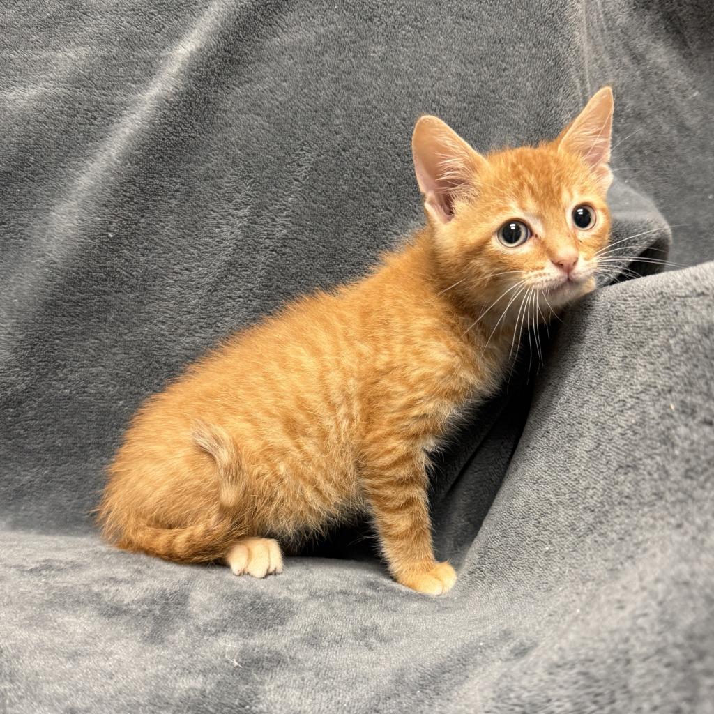 Spice, a Adoptable mixed breed in Brenham, TX image 6/6