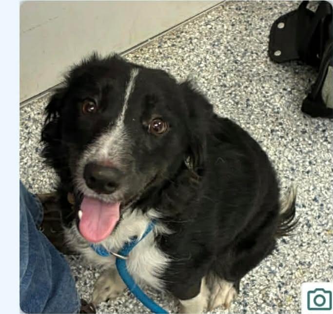 Zelda, Adoptable, Adult Female Border Collie.