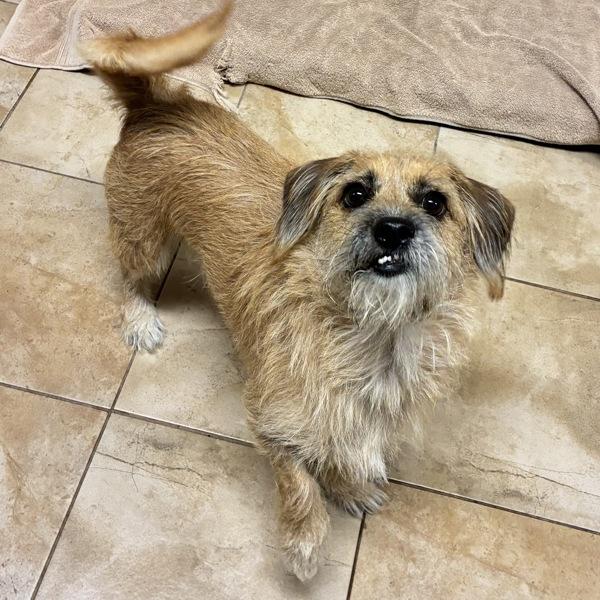 Enlarge Doodle, a Adoptable mixed breed in Troutdale, OR image 1/1