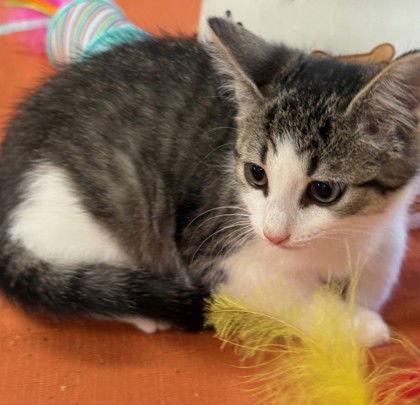 Enlarge Carrie Underwood, a Adoptable Domestic Short Hair in Midland, VA image 1/1