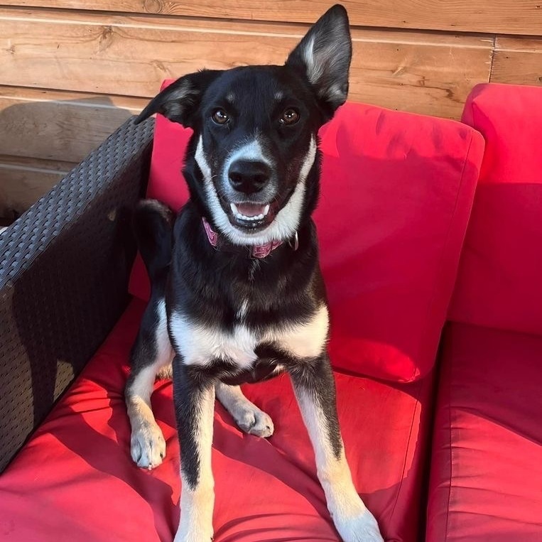 Ribbons, Adopted, Young Female Shepherd.