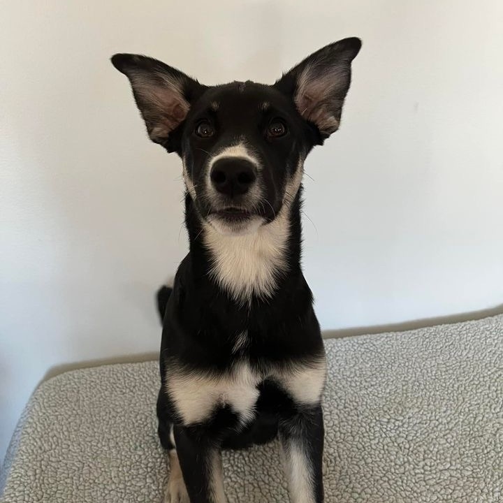 Enlarge Ribbons, a Adopted mixed breed in Sandy Hook, MB image 2/8