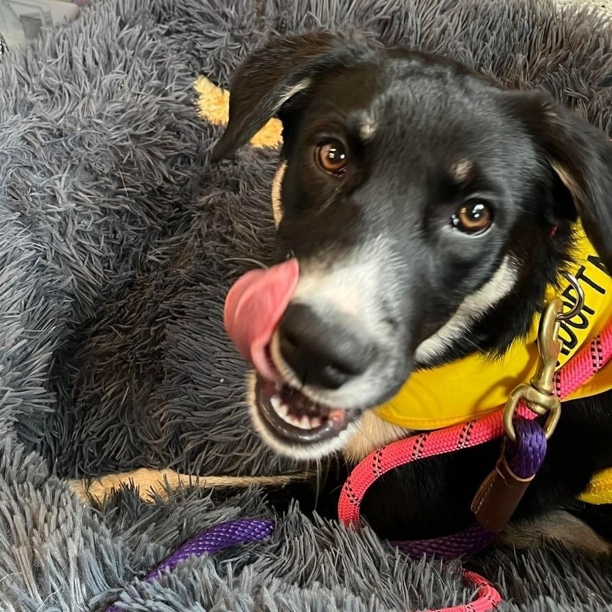 Enlarge Ribbons, a Adopted mixed breed in Sandy Hook, MB image 3/8