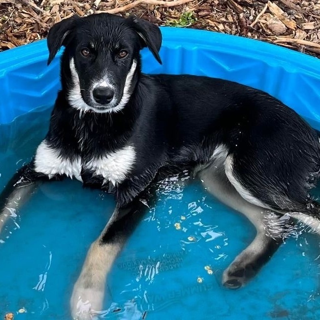 Enlarge Ribbons, a Adopted mixed breed in Sandy Hook, MB image 4/8