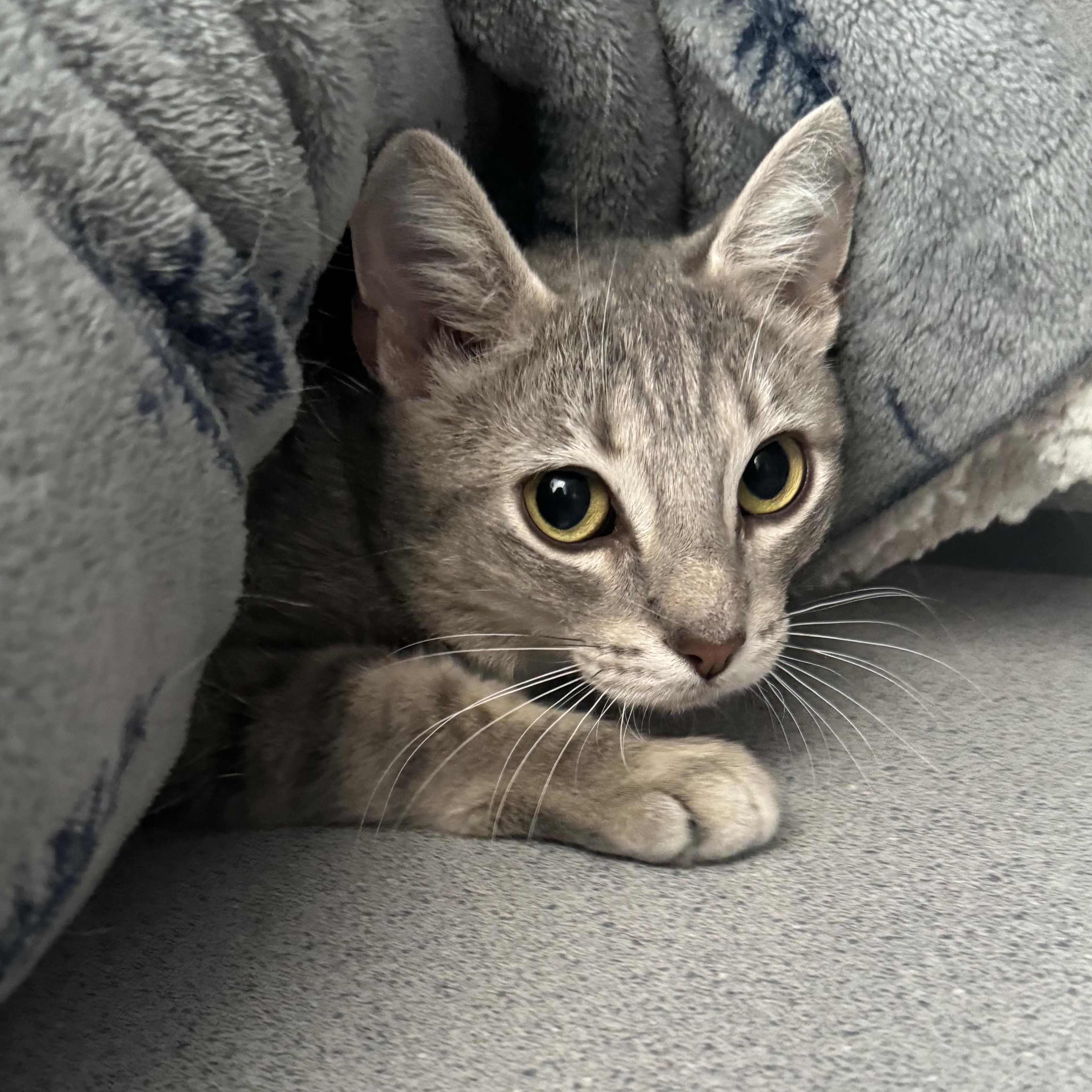 Kevin The Girl, a ADOPTABLE Domestic Short Hair in Brewster, NY image 2/2