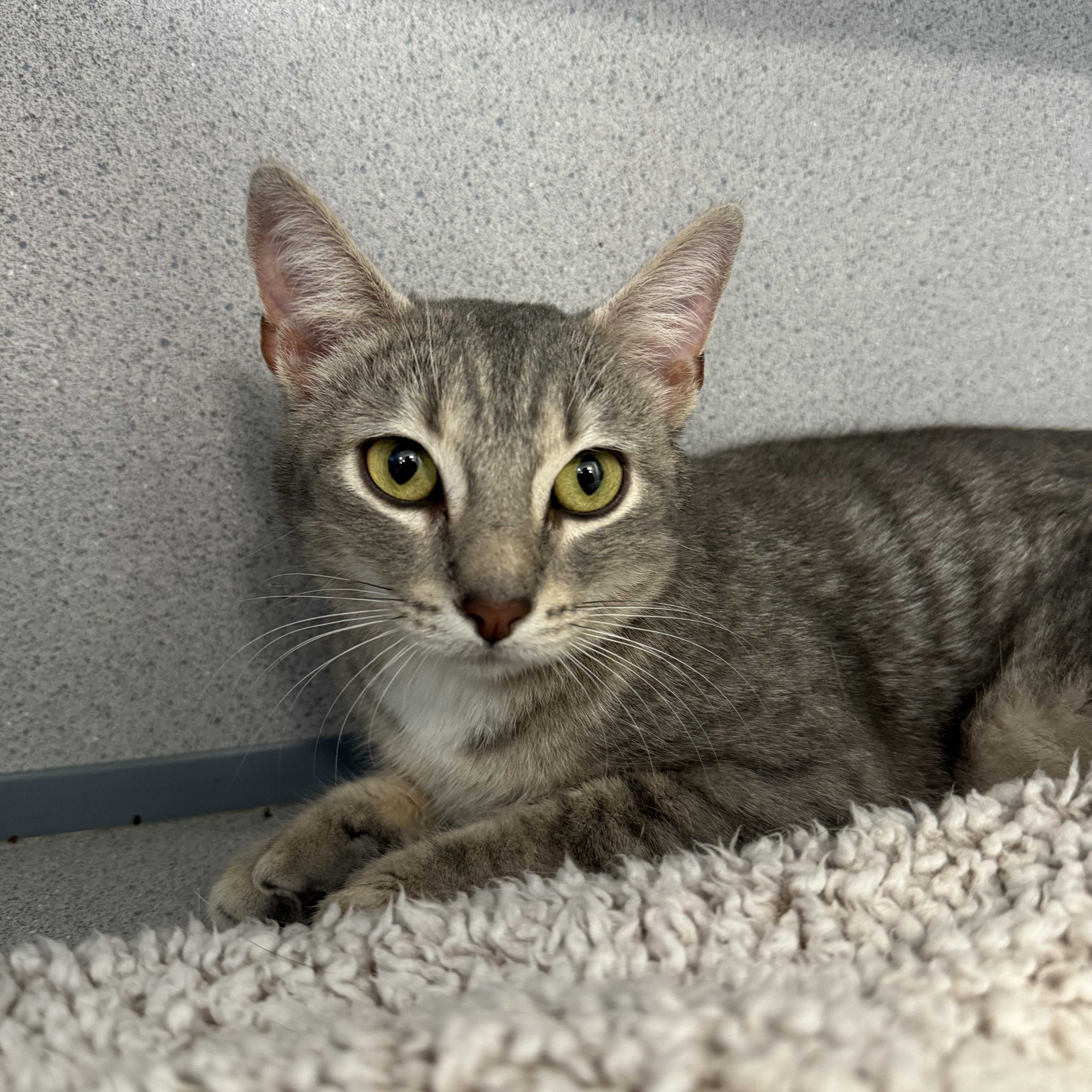 Kevin The Girl, a ADOPTABLE Domestic Short Hair in Brewster, NY image 1/2