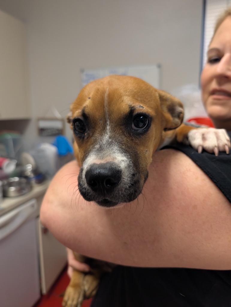 Enlarge Acorn-7 mo Puppy!, a Adoptable mixed breed in Fort Myers, FL image 1/1