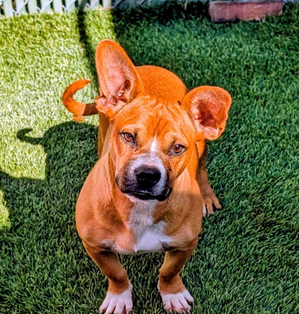 Acorn-9 mo Puppy!, Adoptable, Young Male American Bulldog & Boxer.