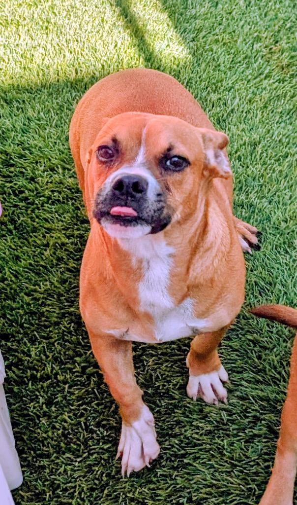 Enlarge Acorn-9 mo Puppy!, a Adopted mixed breed in Fort Myers, FL image 2/4