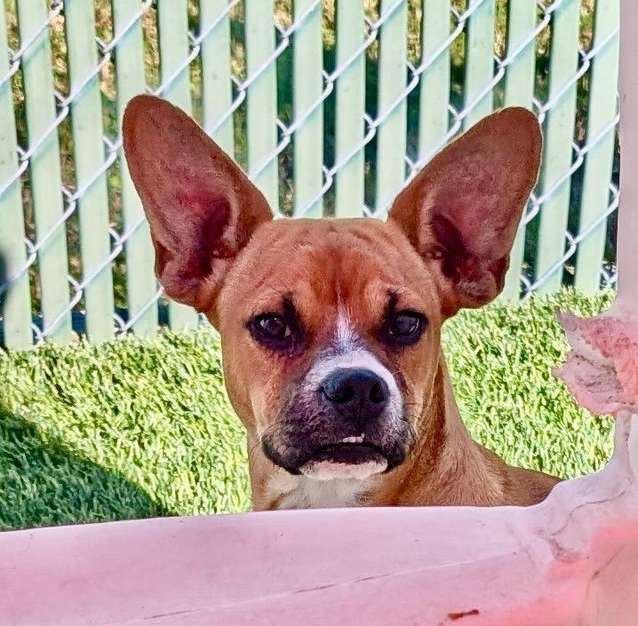 Enlarge Acorn-9 mo Puppy!, a Adopted mixed breed in Fort Myers, FL image 4/4