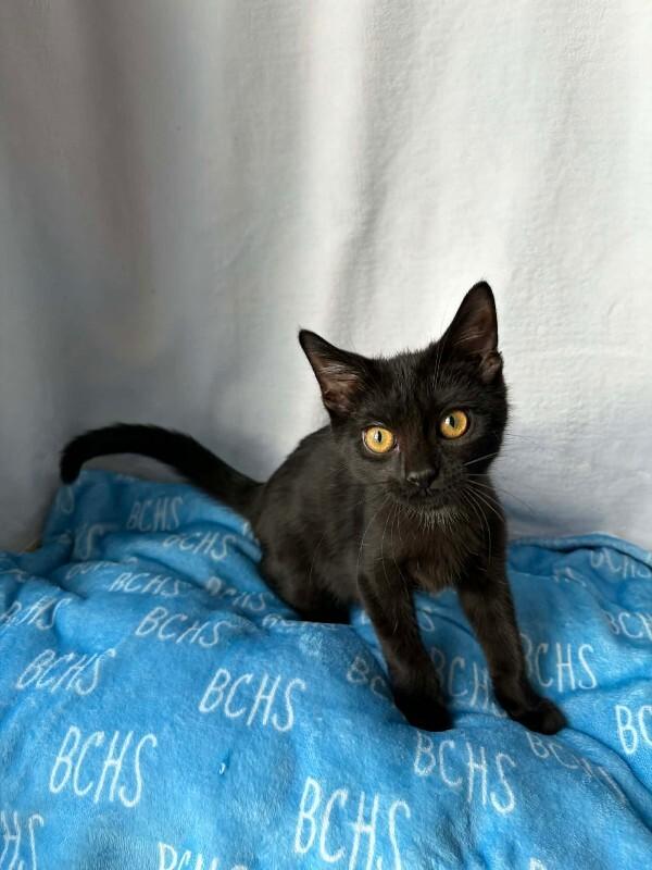 Dancer, Adoptable, Young Female Domestic Short Hair.