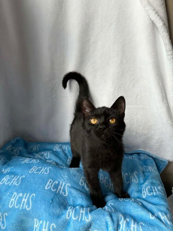 Dancer, a Adoptable Domestic Short Hair in Georgetown, OH image 2/3